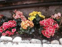 Malcesine am Gardasee-Blütenzauber