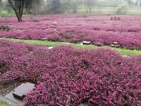 Deutscher Soldatenfriedhof Costermano