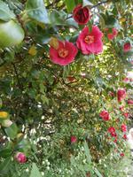 Villa Melzi auf Bellagio