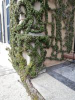 Wilde Feige-Villa Balbianello in Lenna