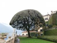 Steineiche-Villa Balbianello in Lenna