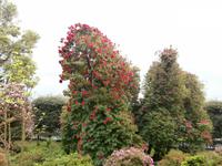 Gärten der Villa Carlotta