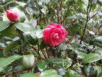 Gärten der Villa Carlotta