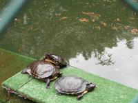 Villa Carlotta-Schildkröten