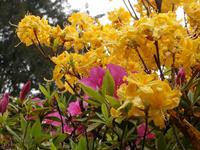 Gärten der Villa Carlotta