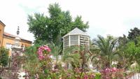 82-Botan Garten Padua_003 - Goethe-Palme