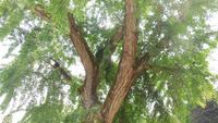 82-Botan Garten Padua_006