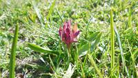 9-Monte Baldo_017 - Orchidee