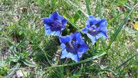 9-Monte Baldo_018 - Enzian