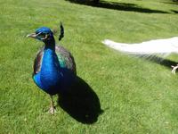 Blauer Pfau