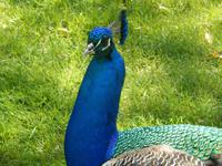 Blauer Pfau