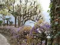 Blauregen in Villa Balbianello