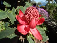 Protea