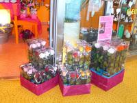 Blumenshop AIDA bella