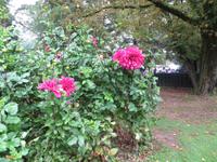 Park Giadino Sigurta