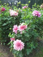 Park Giadino Sigurta