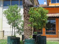 Koumquat-Likörfabrik