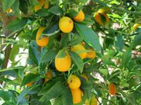 Koumquat-Likörfabrik