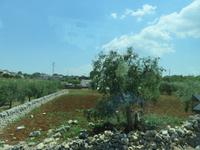 Oliven - das Gold Apuliens