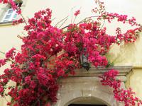 Im  Kloster von Paleokastritsa