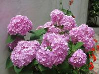 Im  Kloster von Paleokastritsa