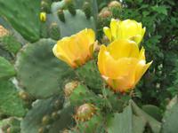 Feigenkaktus im Bergdorf Makrabes