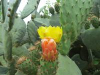 Feigenkaktus im Bergdorf Makrabes