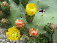 Feigenkaktus im Bergdorf Makrabes