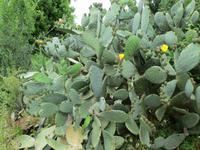 Feigenkaktus im Bergdorf Makrabes