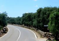 Olivenbäume, Olivenbäume, Olivenbäume