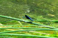 Libelle an den Krka-Wasserfällen