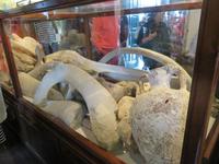 0093 Kreuzfahrt AIDAvita - Adria - Inselrundfahrt Korfu - im Kloster  in Panagía Theotokós - Skelett und Zähne eines Wales im Museum