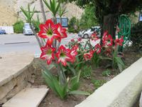 0113 Kreuzfahrt AIDAvita - Adria - Inselrundfahrt  Korfu - Aussichtspunkt Bella Vista - Amarylis