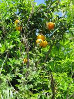 0121 Kreuzfahrt AIDAvita - Adria - Inselrundfahrt Korfu - Spaziergang durch Makrades - Zitronenbaum