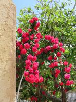 0123 Kreuzfahrt AIDAvita - Adria - Inselrundfahrt Korfu - Spaziergang durch Makrades