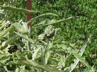 0128 Kreuzfahrt AIDAvita - Adria - Inselrundfahrt Korfu - Spaziergang durch Makrades - Artischoke