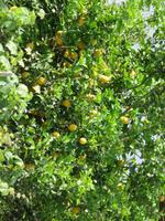 0129 Kreuzfahrt AIDAvita - Adria - Inselrundfahrt Korfu- Zitronenbaum