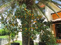 0140.5 Kreuzfahrt AIDA - Adria - Ausflug Schöne Aussichten - Kumquat-Likör-Fabrik - Kumquat-Baum