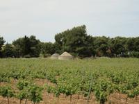 0183 Kreuzfahrt AIDAvita - Adria -Bari - Fahrt durch Apulien - Trullis - Steinhäuser