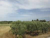 0183 Kreuzfahrt AIDAvita - Adria -Bari - Fahrt durch Apulien- Olivenhain