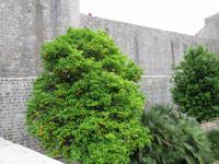 0282 Kreuzfahrt AIDAvita - Adria - Dubrovnik - Stadtmauer mit Orangen-Baum