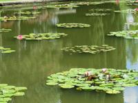 542 Kreuzfahrt AIDAvita - Adria -Besuch Park Sigurta