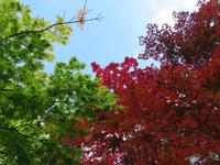 552 Kreuzfahrt AIDAvita - Adria -Besuch Park Sigurta