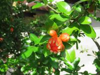 574 Kreuzfahrt AIDAvita - Adria -Granatapfelbaum