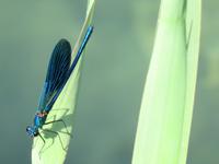 Blaue Libellen
