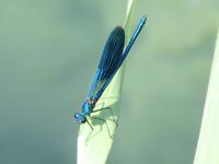 Blaue Libellen