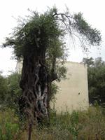 Korfu - Olivenbaum