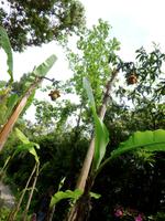 Hellergarten Gardone