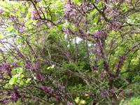 Hellergarten Gardone