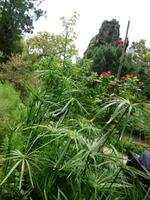 Hellergarten Gardone